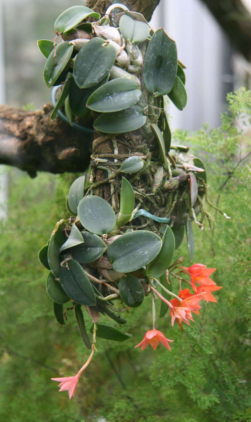 Image of Cattleya cernua (Lindl.) Van den Berg