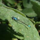 Image of Zoniagrion exclamationis (Selys 1876)