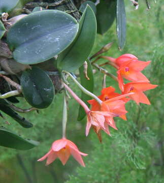 Image of Cattleya cernua (Lindl.) Van den Berg