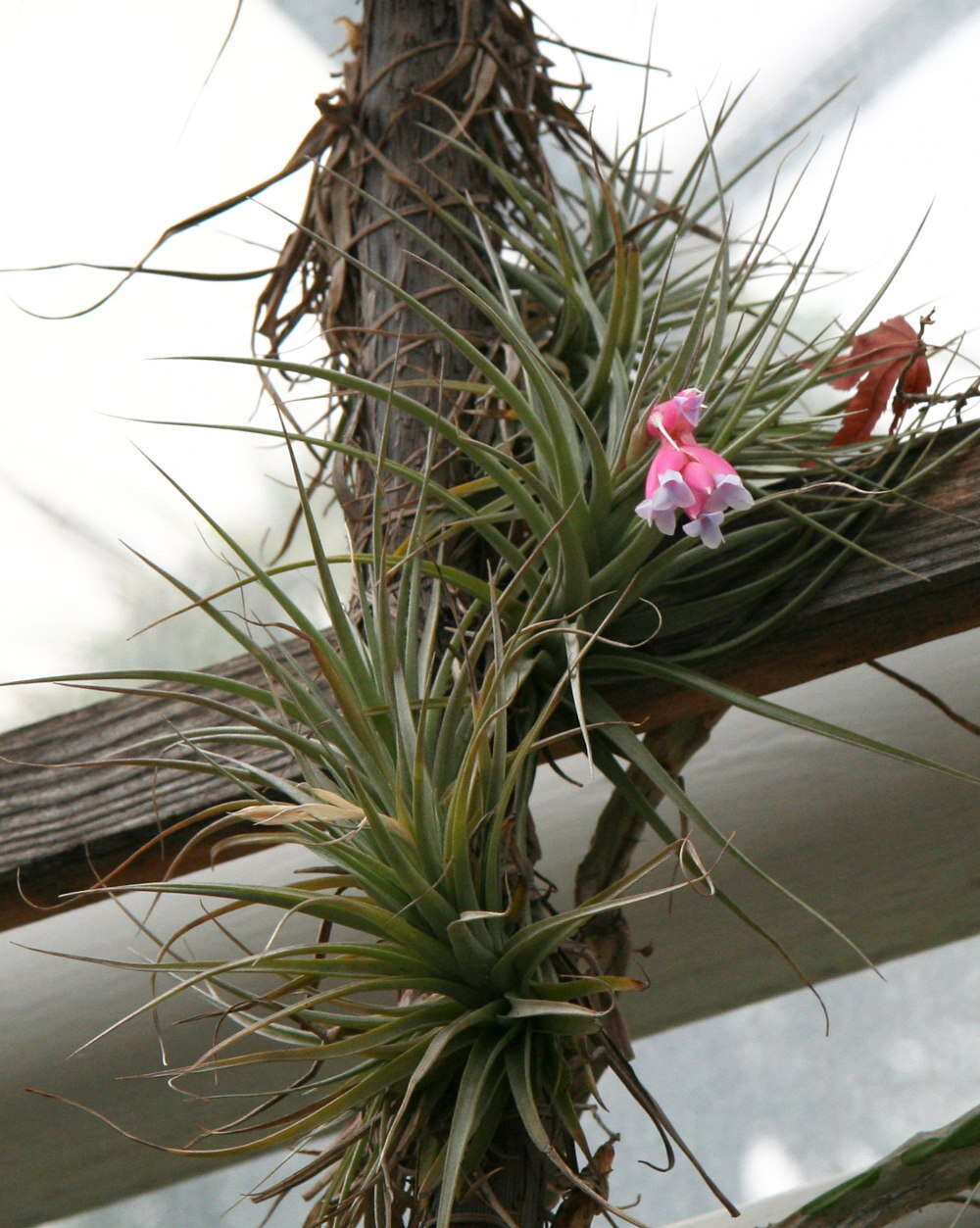 Image of Airplants