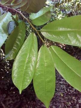 Image of Laetia povedae N. Zamora, Aguilar & D. Santam.