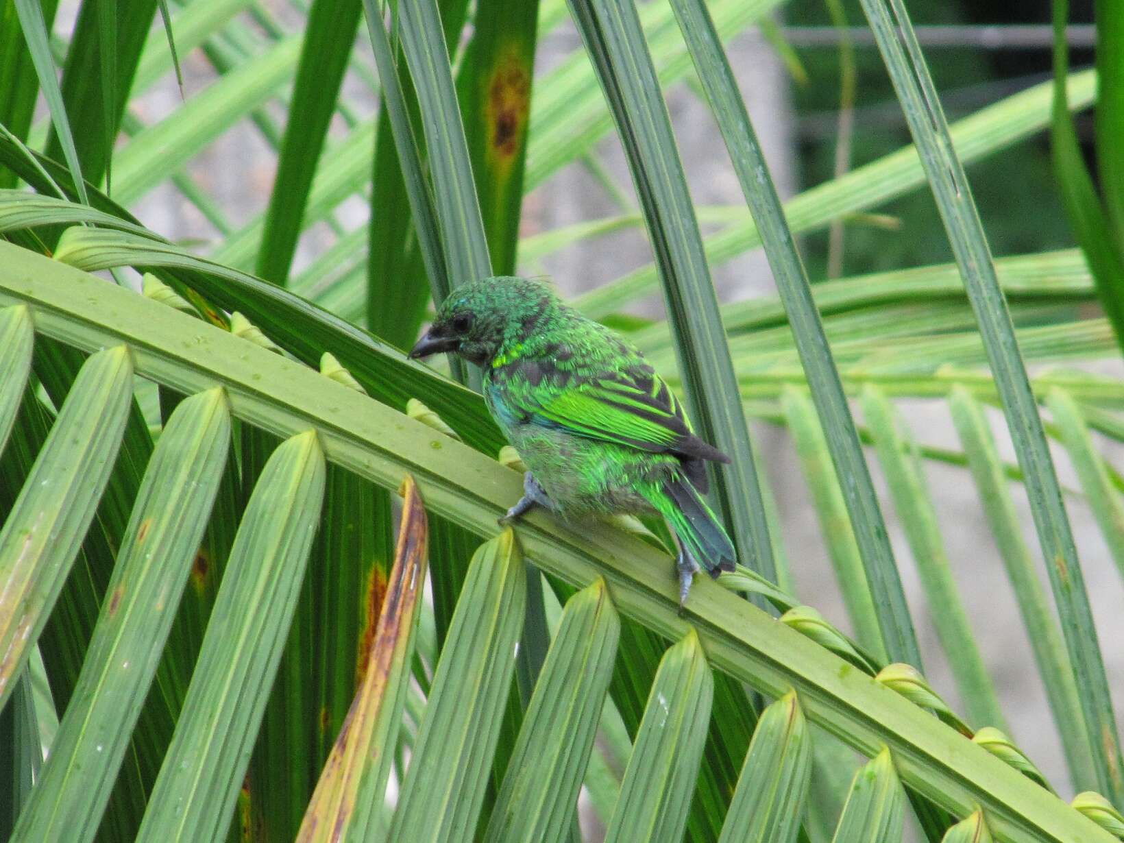 Image de Calliste à tête verte