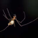 صورة Tetragnatha pinicola L. Koch 1870