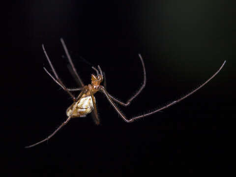 Image de Tetragnatha pinicola L. Koch 1870