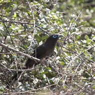 Image of Blue-faced Malkoha