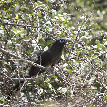 Image of Blue-faced Malkoha