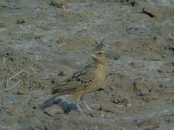 Image of Sykes's Lark