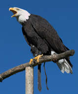 Image of Bald Eagle