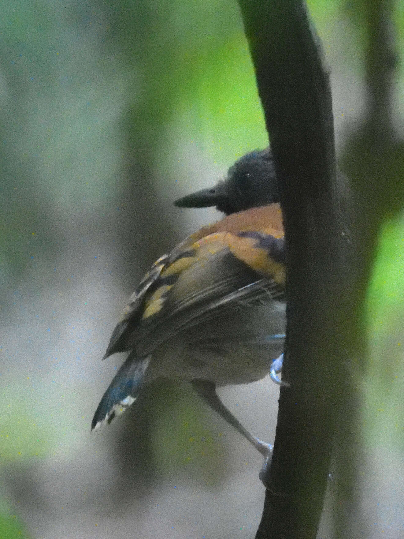 Image of Spotted Antbird