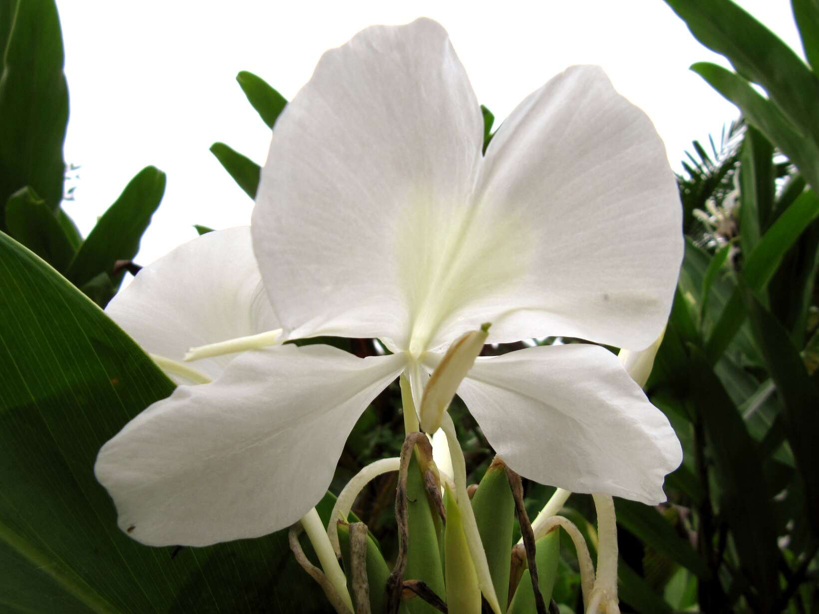 Image of white garland-lily