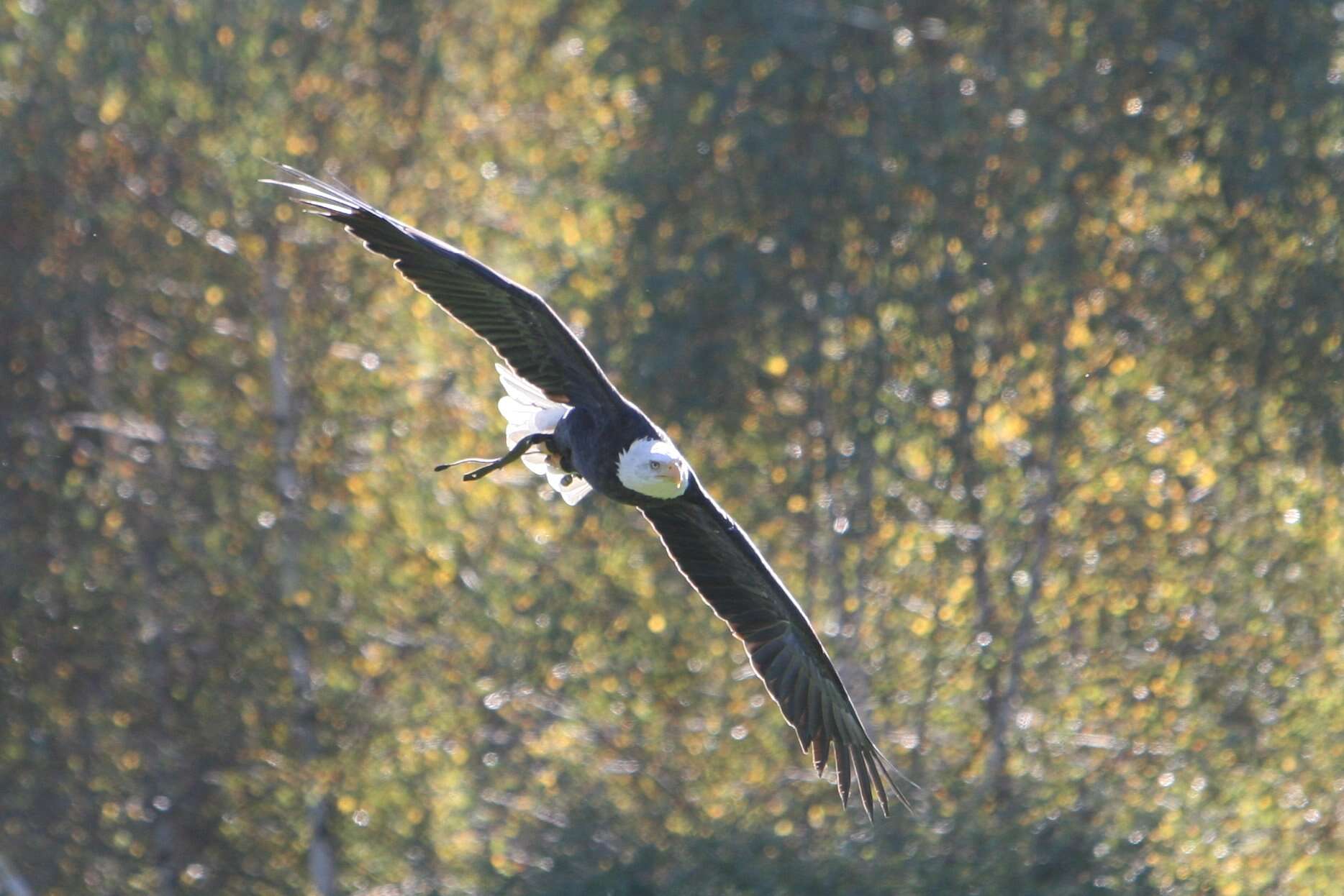 Image de Pygargue à tête blanche