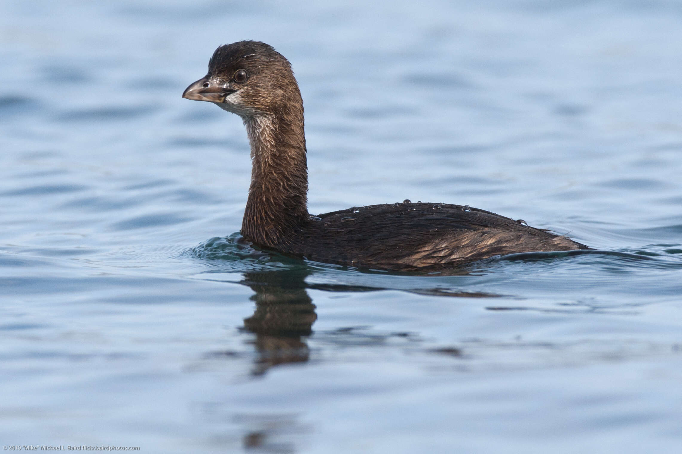 Image of Pied-billed Grebe