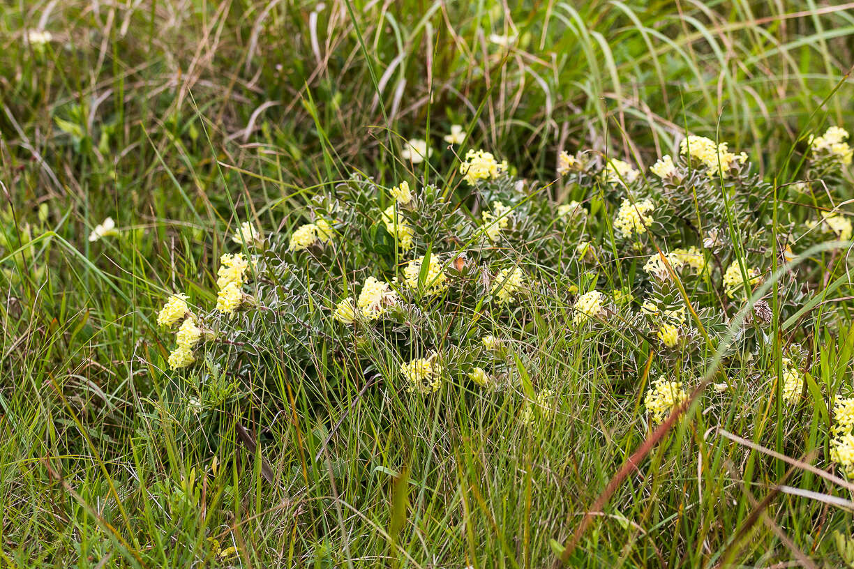 Image of Gnidia anthylloides (L. fil.) Gilg