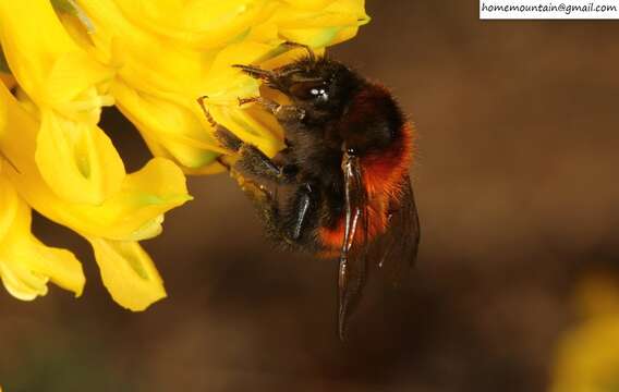 Imagem de Bombus hedini Bischoff 1936