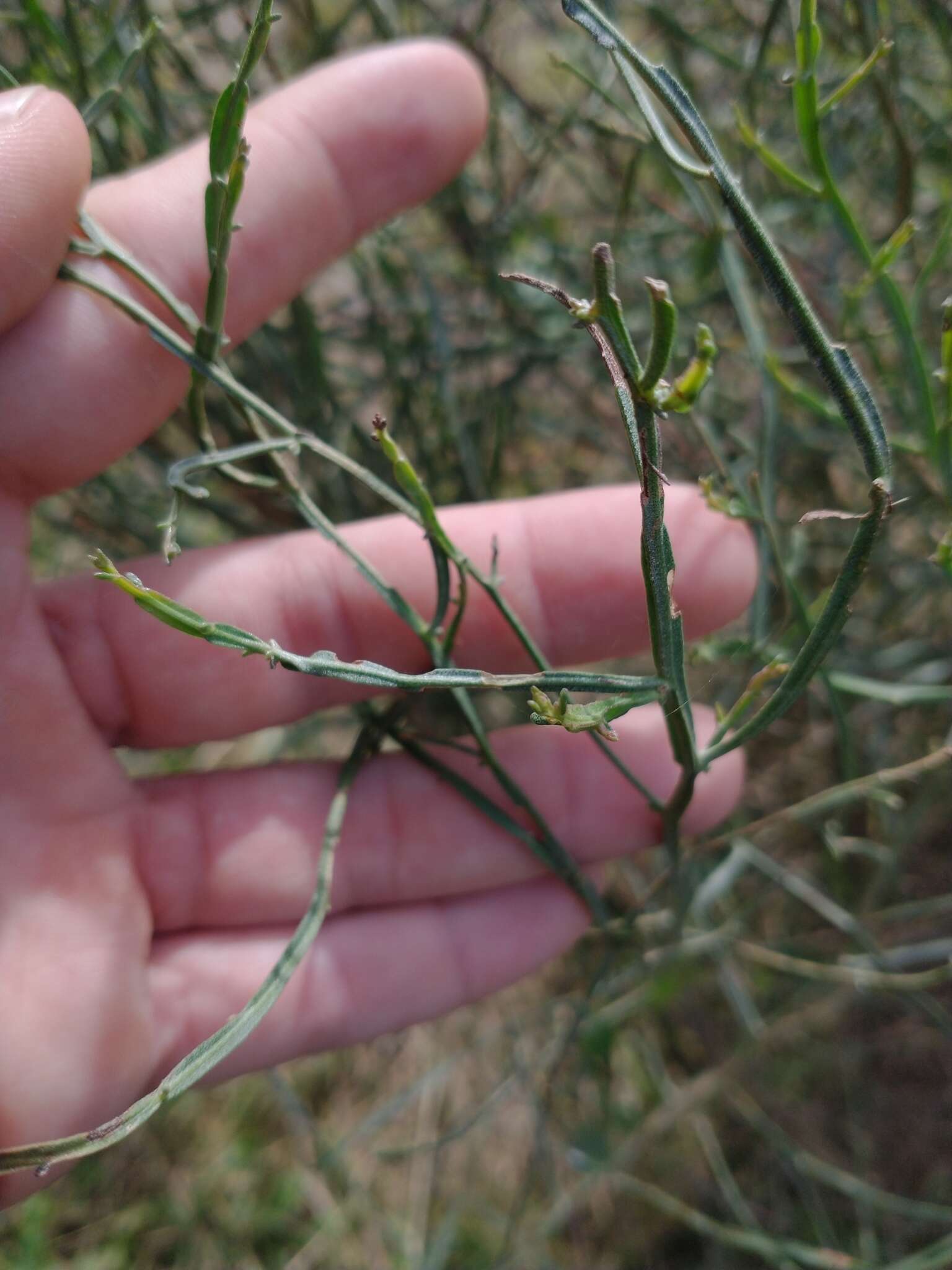 Image of Baccharis articulata (Lam.) Pers.