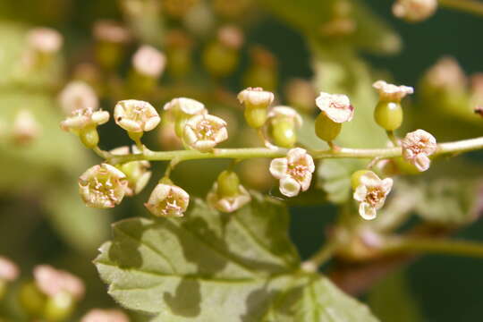 Image of Black Currant