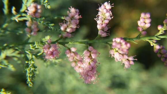 Image de Tamarix chinensis Lour.