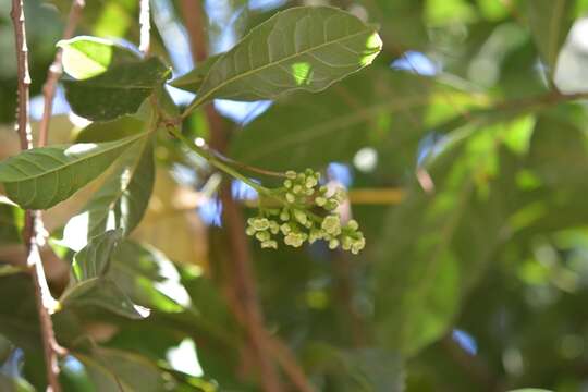 Image of Meliosma dentata (Liebm.) Urban