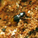 Image of Yellow-tipped Riverbank Ground Beetle