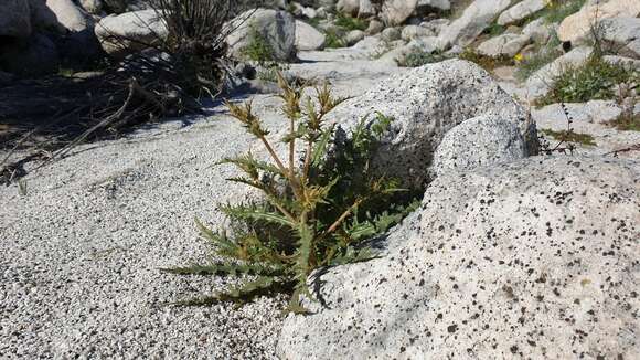 Image of hairy blazingstar