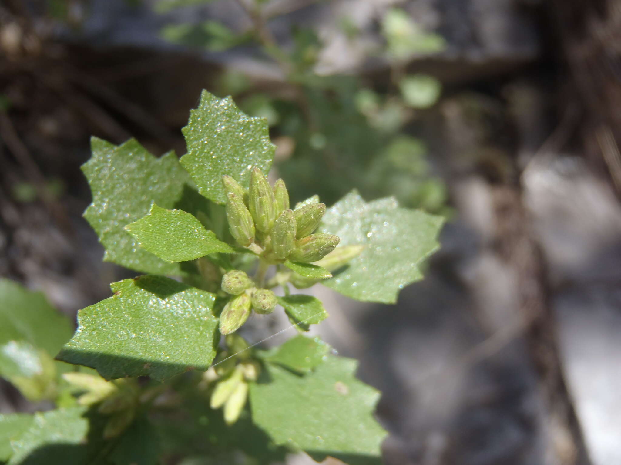 Imagem de Brickellia baccharidea A. Gray