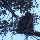 Image of northern Müller's Bornean gibbon