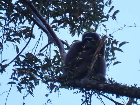 Image of northern Müller's Bornean gibbon