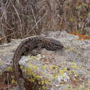 Image of Island Night Lizard