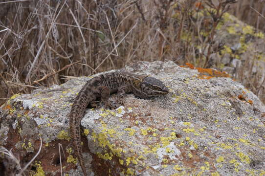 Image of Island Night Lizard