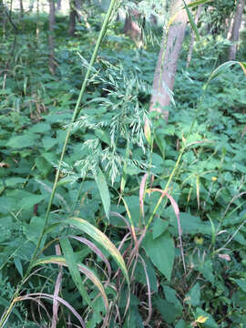 Image of Sweet Wood-Reed