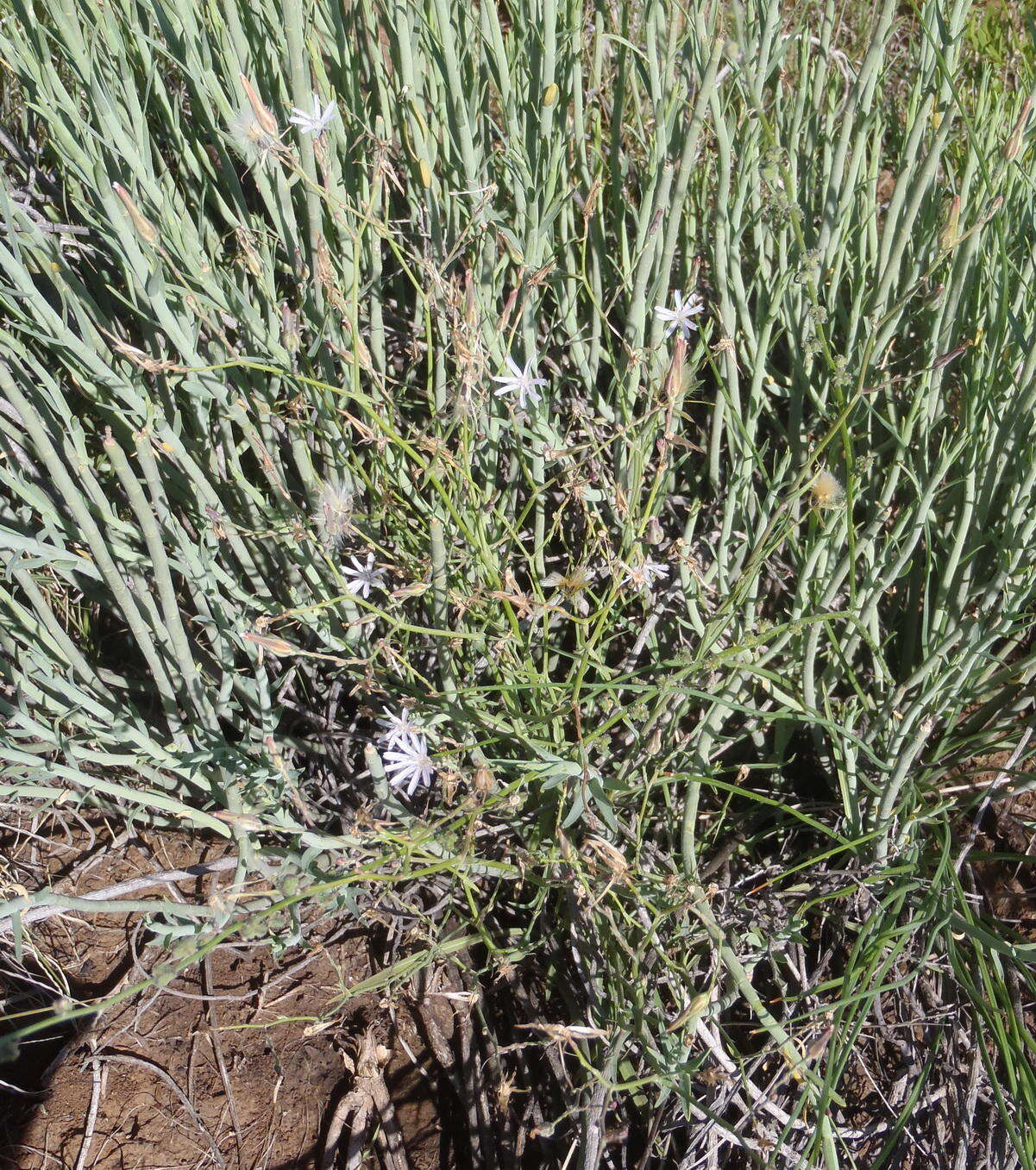 Image of wild lettuce