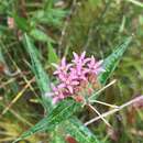 Sivun Asclepias rubra L. kuva