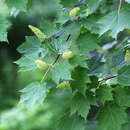 Acer caudatum subsp. ukurunduense (Trautv. & C. A. Mey.) E. Murr.的圖片