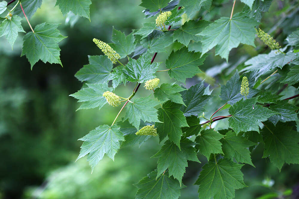 Acer caudatum Wall. resmi