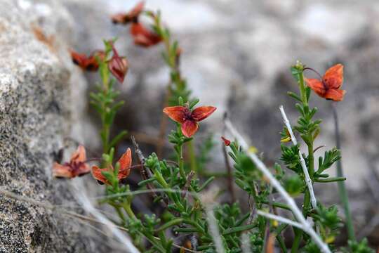 Imagem de Fumana ericoides (Cav.) Gand.