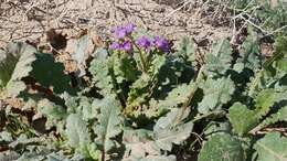 Phacelia crenulata var. ambigua (M. E. Jones) J. F. Macbr.的圖片