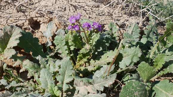 Phacelia crenulata var. ambigua (M. E. Jones) J. F. Macbr.的圖片