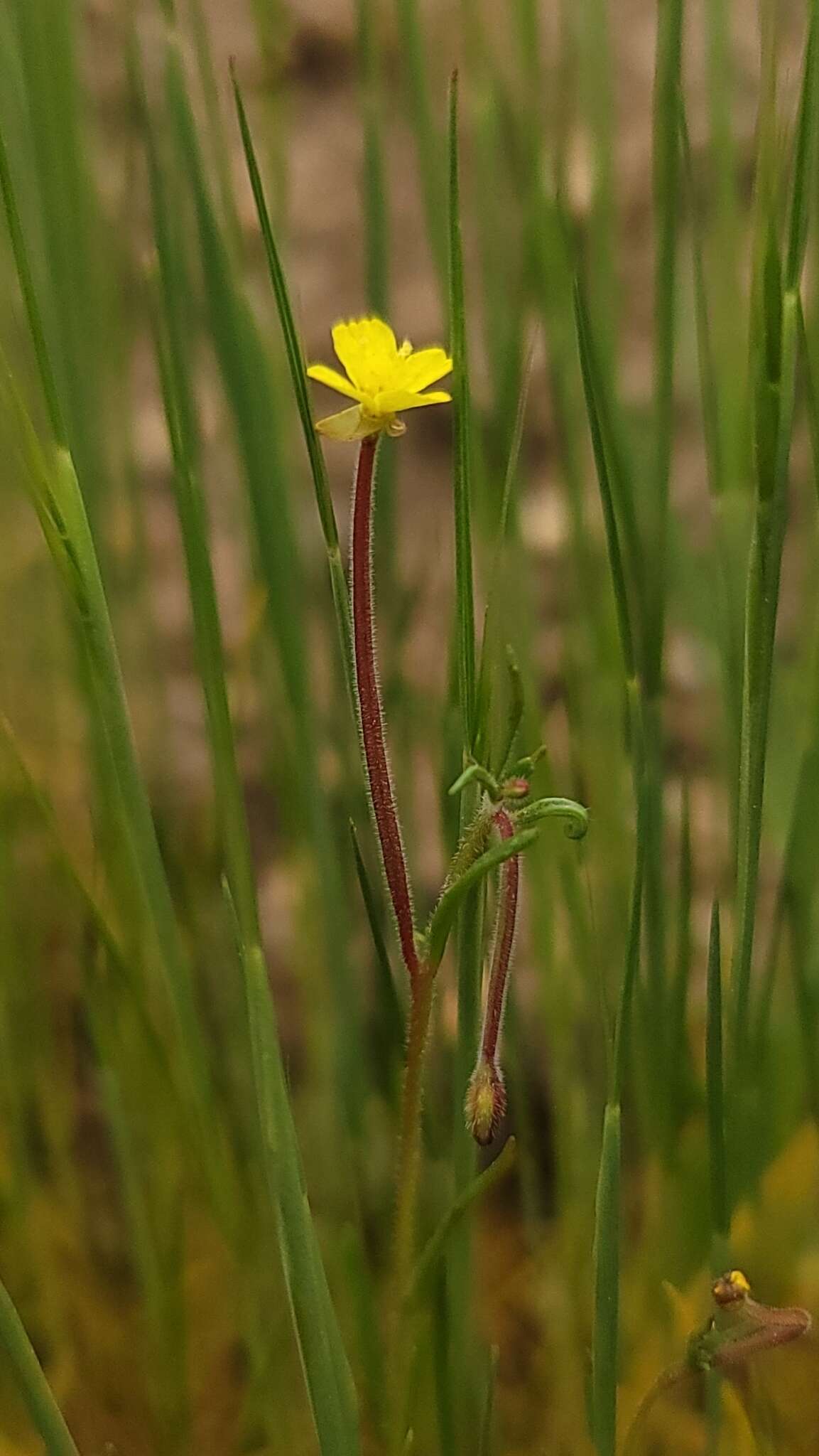 Image of Sierra suncup