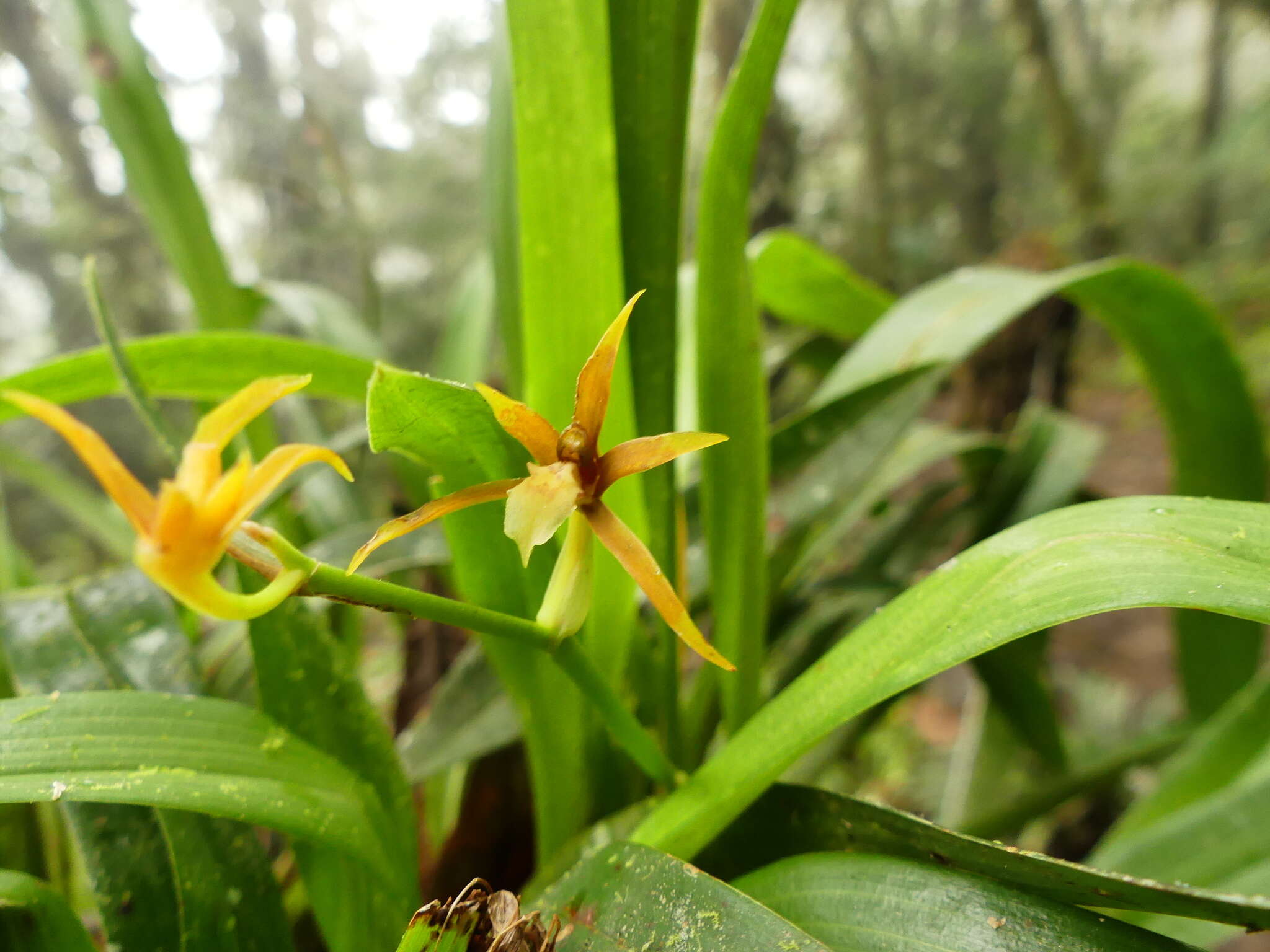 Brassia euodes Rchb. fil. resmi