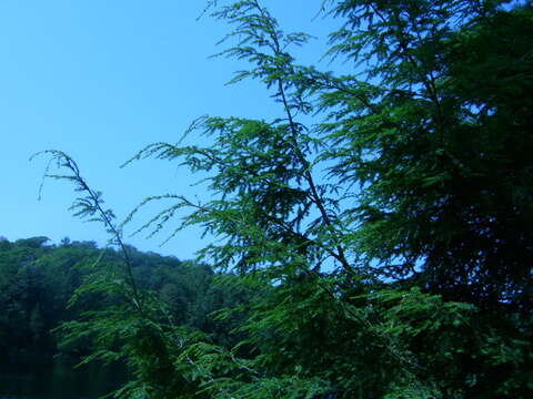 Image of eastern hemlock