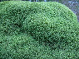 Image of Broom Moss