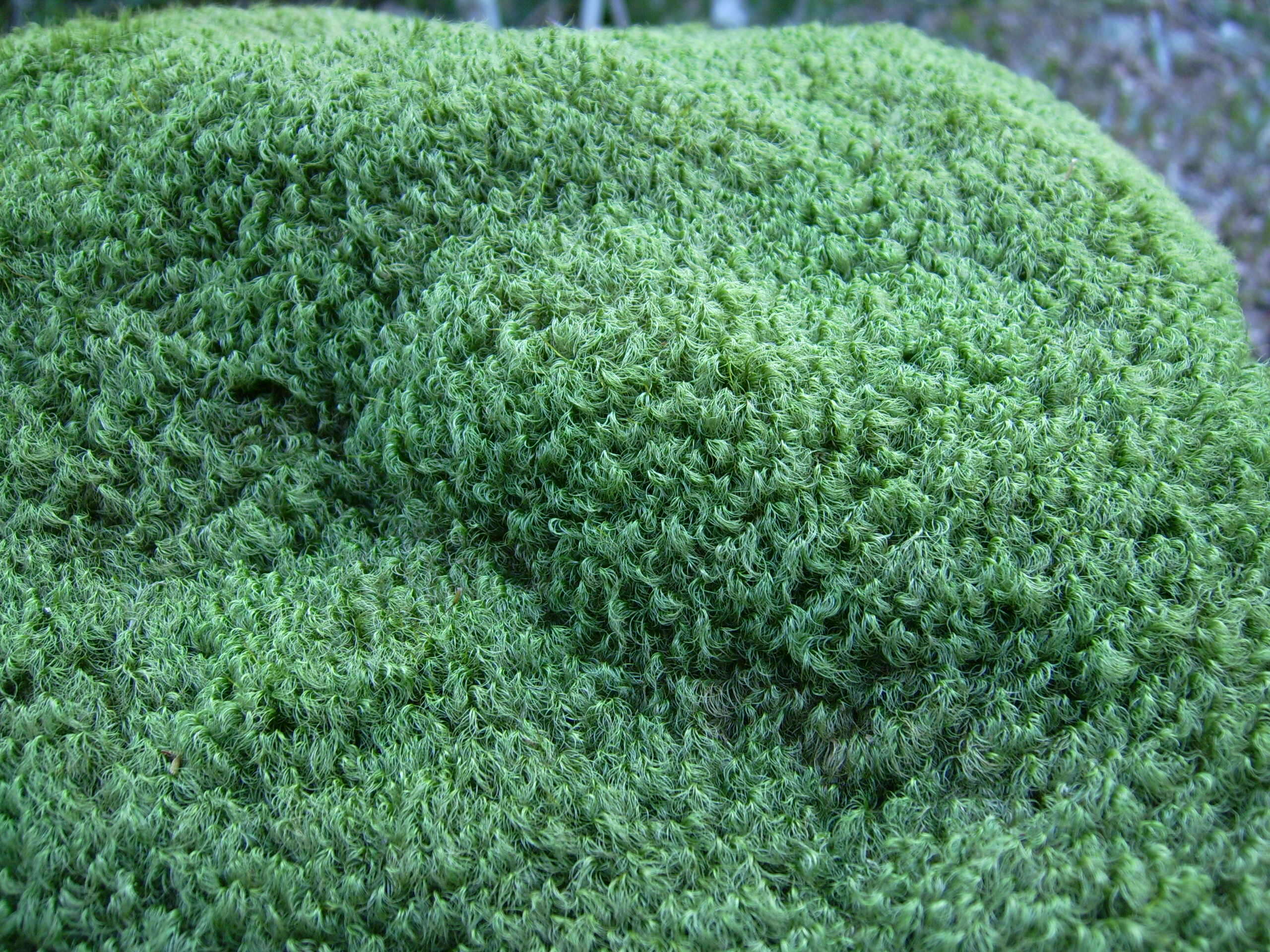 Image of Broom Moss