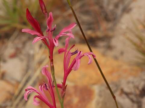 Image of Tritoniopsis ramosa var. unguiculata (Baker) G. J. Lewis