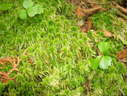 Image of Girgensohn's bog-moss