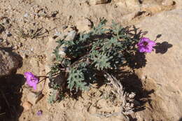 Sivun Erodium crassifolium (Forsk.) L'Hér. kuva