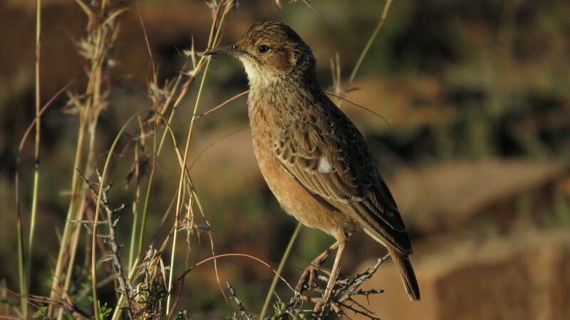 Imagem de Chersomanes Cabanis 1851