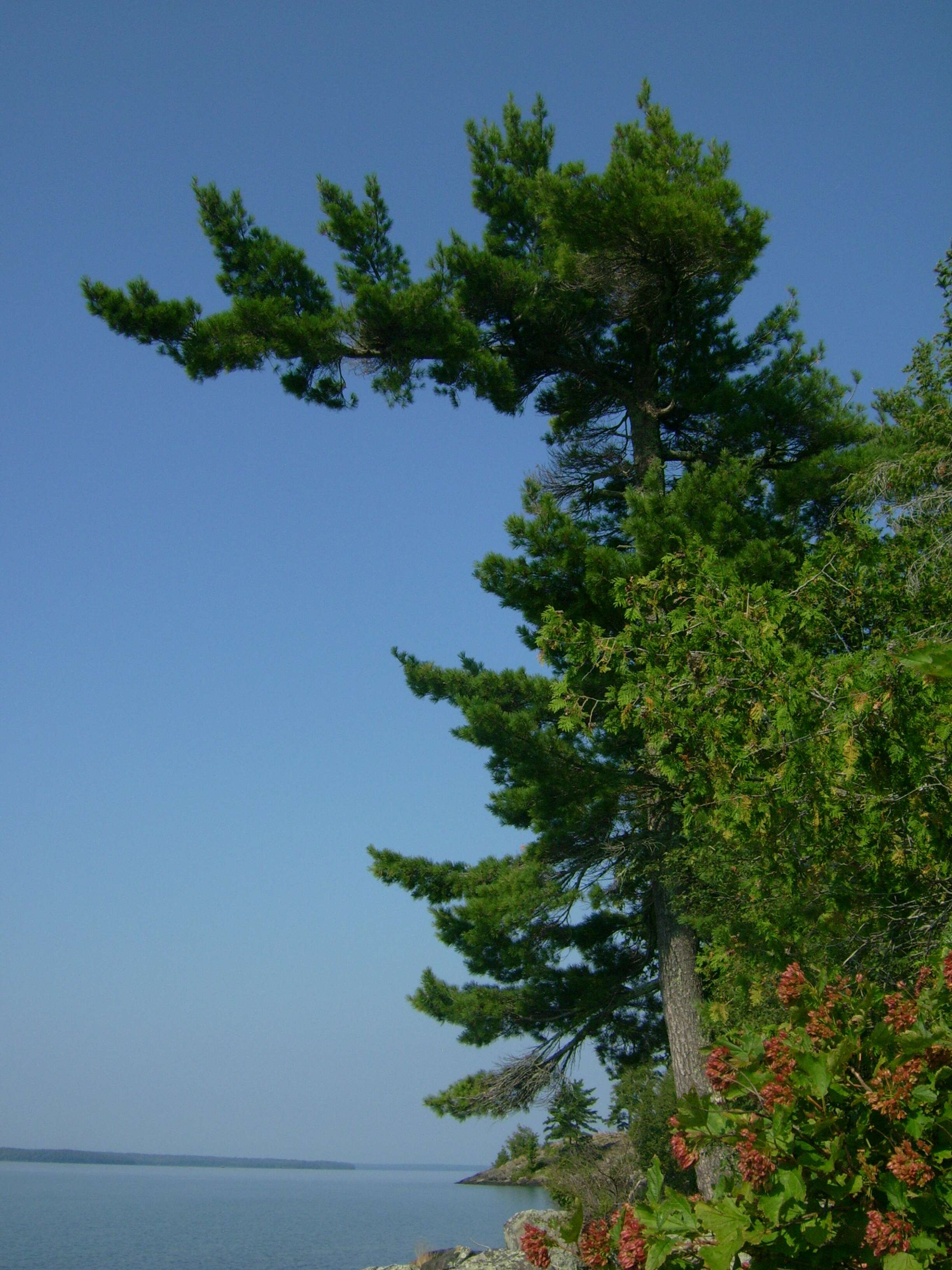 Image of eastern white pine