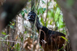 Image of Great Curassow