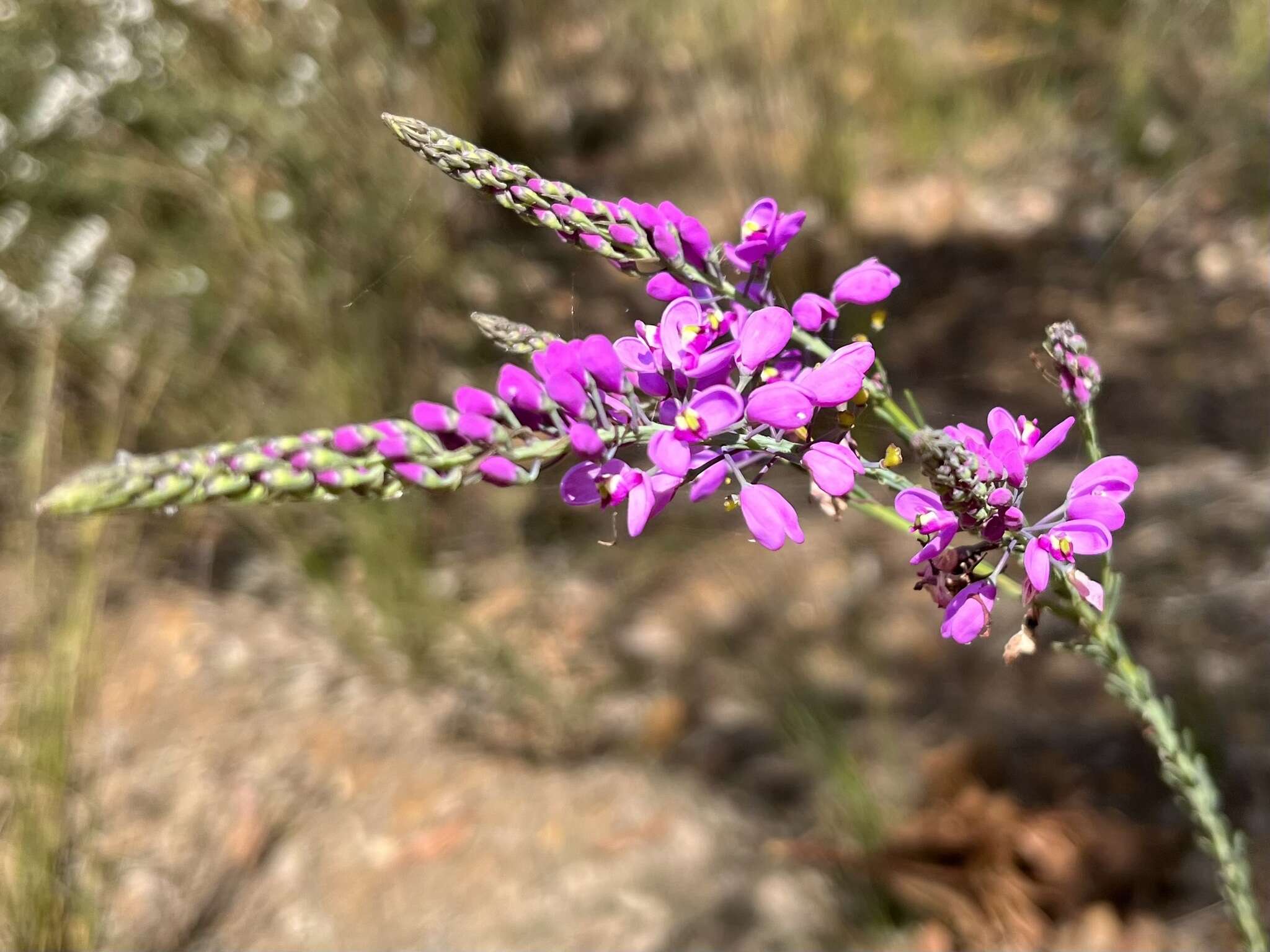 Image of Liniment Plant