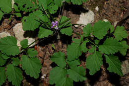 Plancia ëd Cardamine chelidonia L.